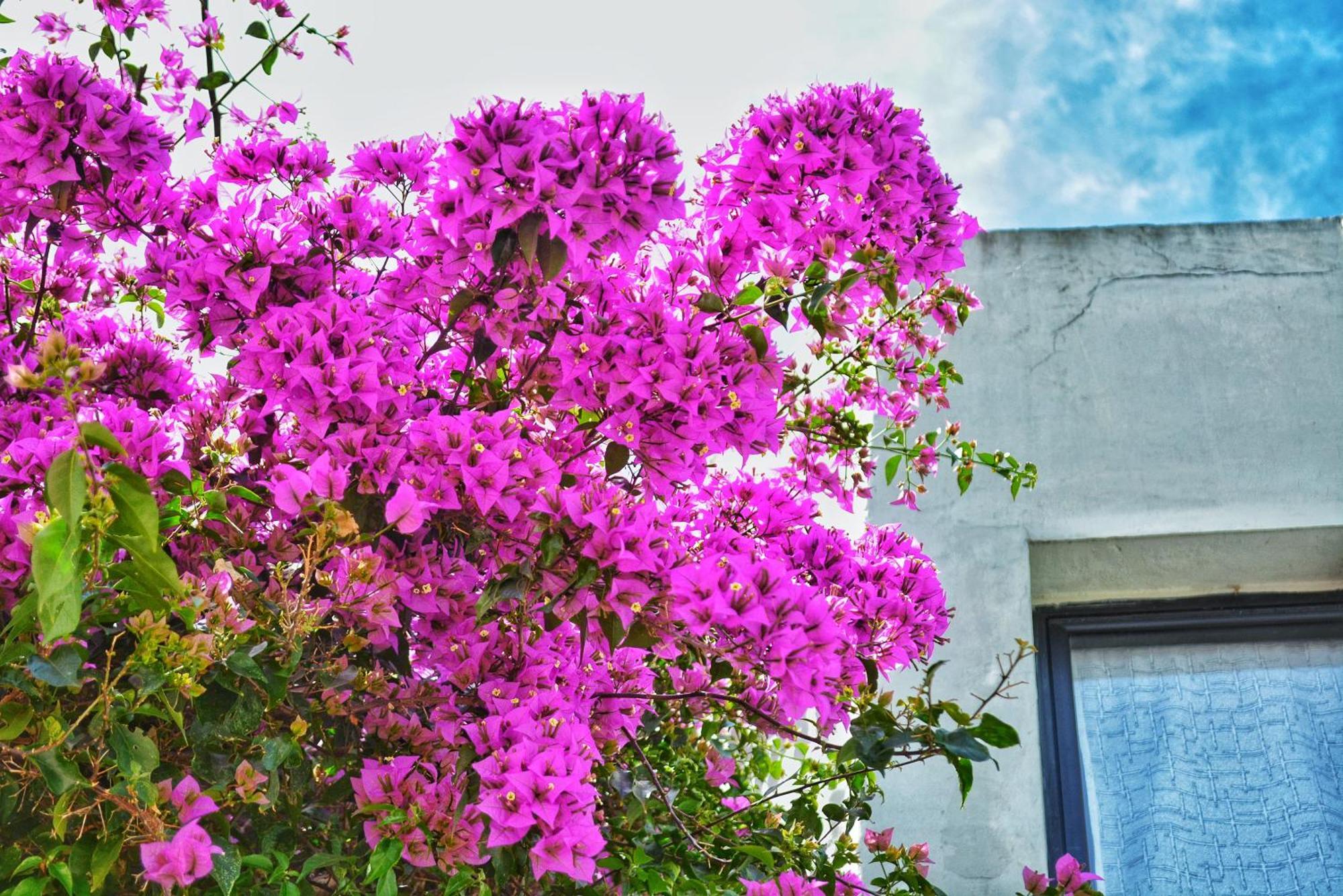 كولونيا ديل ساكرامينتو Posada Santa Rita المظهر الخارجي الصورة